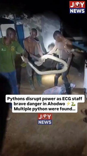 Pythons disrupt power as ECG staff brave danger in Ahodwo ⚡🐍Multiple python were found taking over a transformer in Ahodwo, causing a power outage. Staff from the Electricity Company of Ghana risked their safety to remove the reptiles and restore electricity. The unusual incident has drawn attention to the challenges faced during maintenance work.🎥: @JoyNewsOnTV