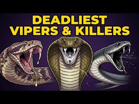 Every DEADLY Viper and Killer Snake Explained