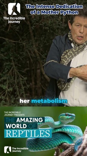 The incredible lengths a mother python goes to for her eggs.