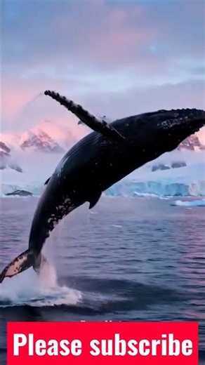 Majestic Whale Breach in Antarctica
