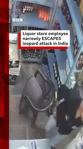 Liquor store employee narrowly escapes leopard attack in India. #Rajasthan #BBCNews