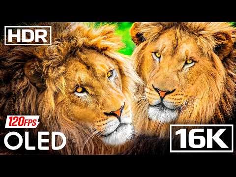 The Most Beautiful Scenes Captured in 12K HDR (60FPS) | OLED 8K TV DOLBY VISION