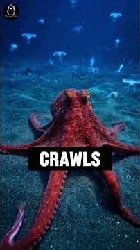 Octopus Intelligence Explained The Most Alien Creature on Earth