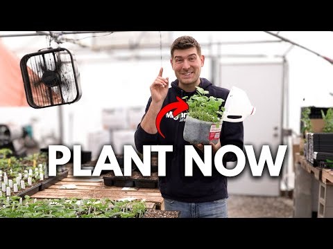 Start These Long Season Crops NOW Before It’s Too Late! 