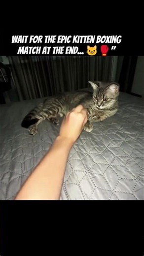 Wait for the epic kitten boxing match at the end... 🐱🥊" #shorts #trending