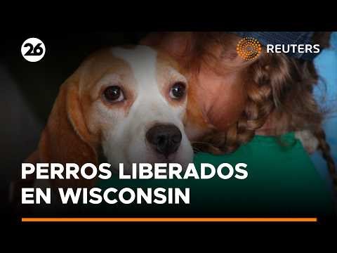 De laboratorios a un hogar: 1.500 beagles rescatados están listos para ser adoptados | #Reuters