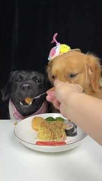 A Tale Of Two Hungry Legends. Golden and Labrador. Cute Pet Debut Plan
