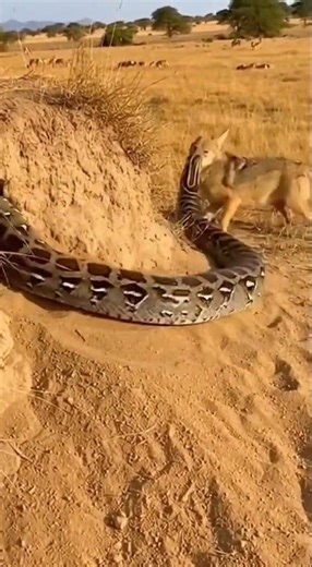 LIGHTNING ATTACK! 😱🐍 Giant python bites a curious coyote on the nose 🐺