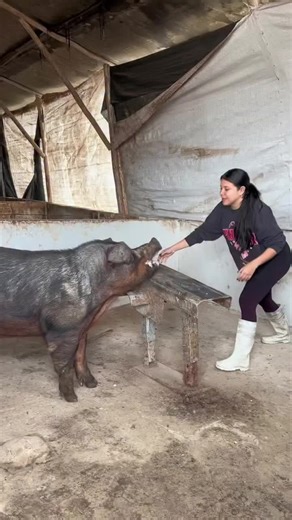 Collecting Pigs on the Farm: A Fun Experience