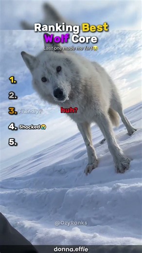 Ranking Best Wolf Core🐺 #usa