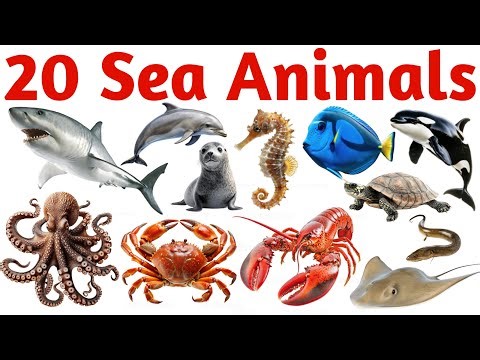 20 समुद्री जानवरों के नाम सीखें | 20 Sea Animals Names in English for Kids Vocabulary Learning