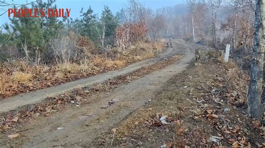 China has recorded its first-ever footage of a wild Siberian tigress with five cubs in Hunchun, northeast China's Jilin Province, at the Northeast China Tiger and Leopard National Park — the world's largest tiger reserve and a key habitat for the endangered species. The mother is estimated to be around nine years old, with the cubs aged six to eight months. The reserve also reported another big Siberian tiger family in the wild in November, consisting of a mother and four cubs. These rare sighti