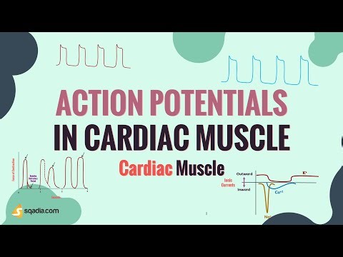 Cardiac Muscle | Action Potentials in Cardiac Muscle | Cardiovascular Physiology