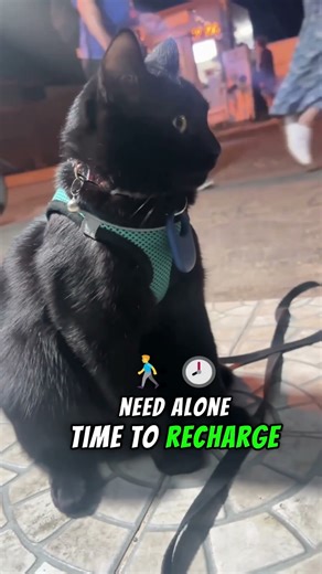 Why Is My Cat Ignoring Me?