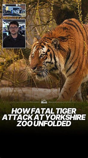 Man dies after jumping into tiger enclosure at Yorkshire zoo