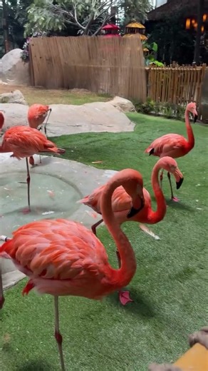 Flamingo Walking Like a Model 😍 This Zoo Is Unreal! 🦩 #shorts