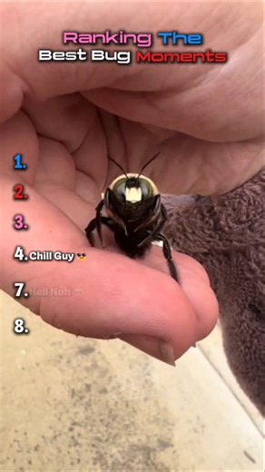 Ranking the Best Bug Moments 🐛#shorts #usa