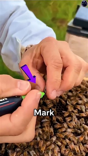 The Secret About Bees 😱