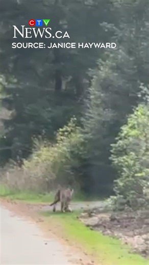 Cougar spotted in Comox, B.C.