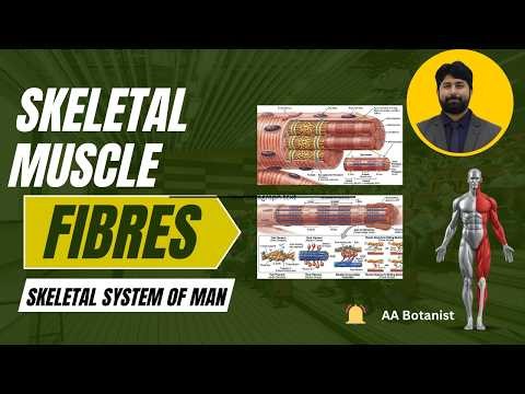 Skeletal Muscle Structure Explained | Anatomy & Functions (Easy Lecture)
