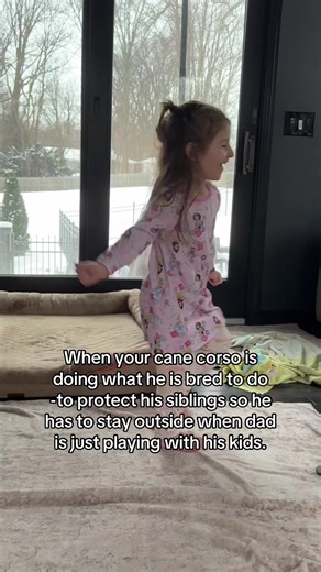 Cane Corso Protecting Family: Loyal and Watchful