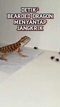 DETIK² BEARDED DRAGON MENYANTAP JANGKRIK #beardeddragon #bearded #jangkrik #feedshorts