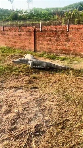 Nature's proof that patience pays off. 🐊 #CrocFacts #WildlifeInstinct #NatureLovers