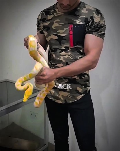 Albino Python vs. Millions of Humans