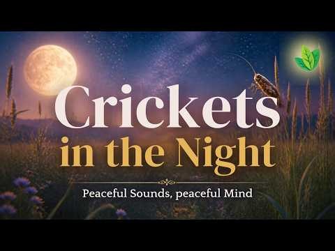 🦗 Crickets in the Night – 1 Hour of Peaceful Night Sounds | Cricket Sounds for Sleep & Relaxation