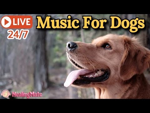 🔴[LIVE] Dog Music🎵🐶Calming Music for Dogs🐶💖Soothes Separation Anxiety🦮Music to Help Dogs Sleep🔴7