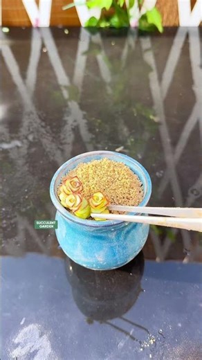 How to Propagate Succulents for Beginners (Easy Step-by-Step) 🌱