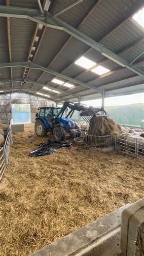 LUNCH TIME! 🐑 #agriculture #farm #farming #farmer #farmlife