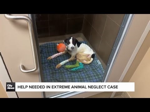 Public appeal in extreme animal neglect case