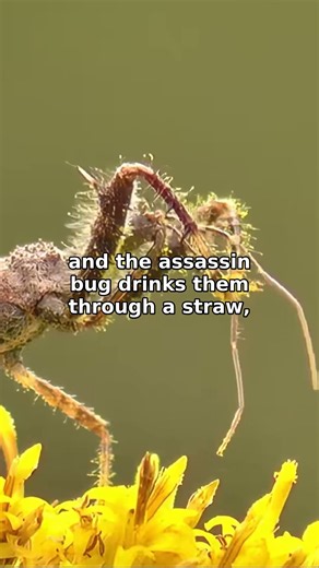 This Bug Drinks Its Prey Like a Juice Box 🪲