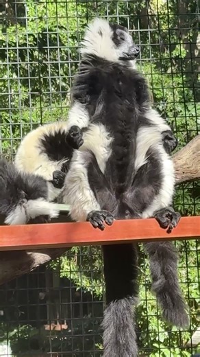 Black-and-white Ruffed Lemur Sunbathing