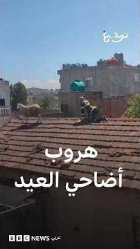 من المغرب إلى الجزائر… فيديوهات طريفة لهروب أضاحي العيد