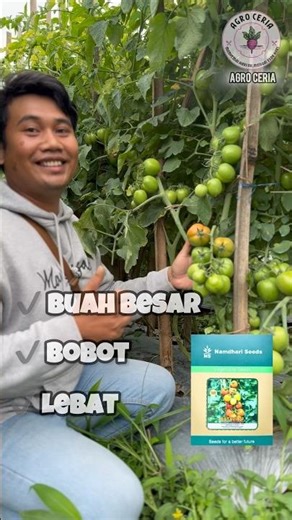 Buah Besar,Bobot dan Lebat #pertanian #petanimuda #petanimilenial #tomato #petani #batavi