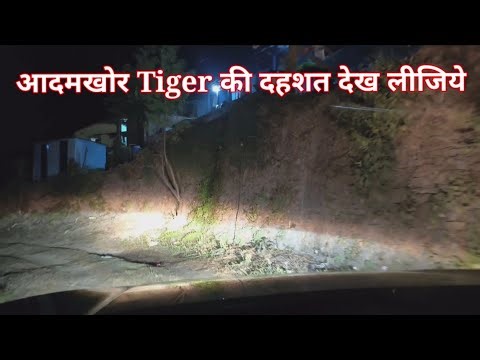 Night Drive Jim Corbett National Park | Tiger Attack | Animals | Audiobook | Discovery | Documentary