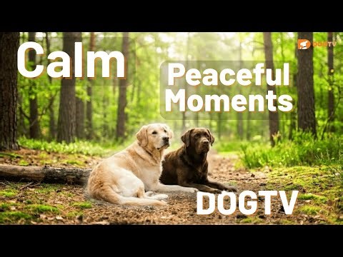 Relax My Dog Naturally 🌲 | Calm Forest Sounds for Dogs | DOGTV