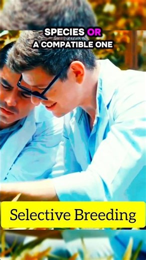 How selective breeding is done for crops #selectivebreeding #selective #breeding #geneticengineering