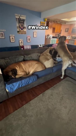 Essential Chores for Dog Owners