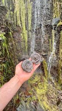Whilst searching for fossils amongst loose stones we found a Jurassic Age ball of rock and opened it