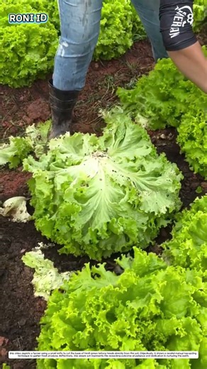 Leafy Vegetable Harvesting: How a Knife Turns Plants into Produce