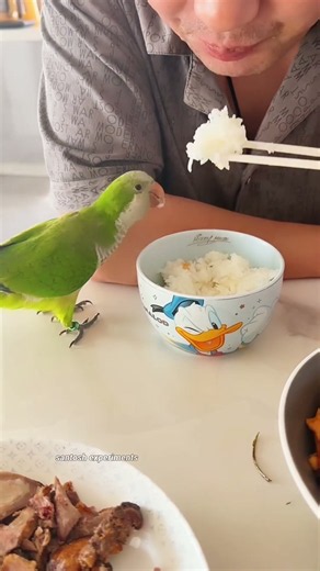 Cute Parrot Stole His Lunch #shorts