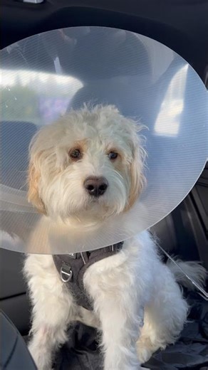 Before and after neutering our Cavapoo🐶! #dog #neutering #cavapoo #poodlemix #emotions