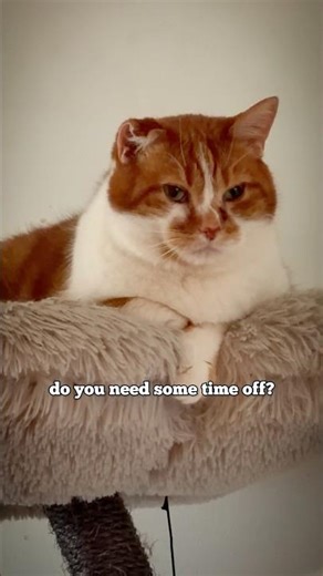 Bean Was Prescribed Rest ❤️‍🩹🤫