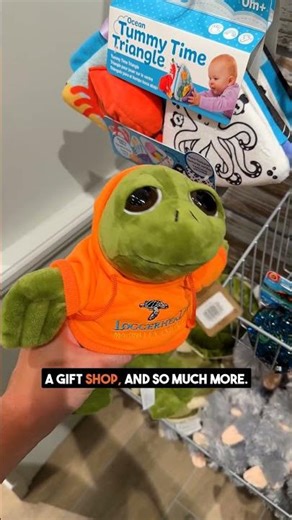 Loggerhead Marinelife Center | Turtle Hospital