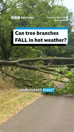 Can hot weather really make trees dangerous? #Heatwave #UKWeather #Drought #Trees #BBCNews