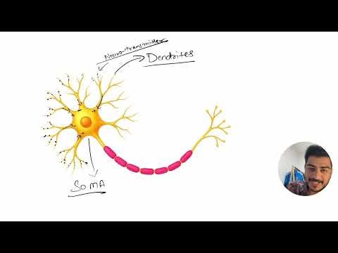 Anatomy of Neuron | Understanding the Brain’s Building Blocks