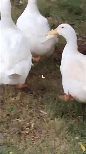 "MESMERIZING🪿🦢 GOOSE"#goose #goosegooseduck #viral #nature #trending #travel #wildlife #viralshots